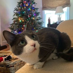 Meet your Posher, Gwen